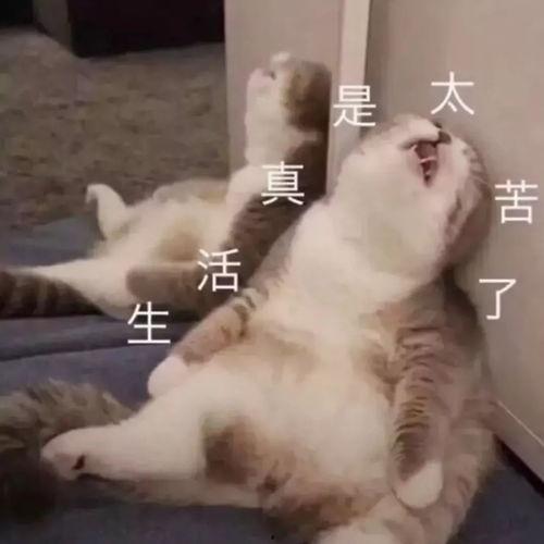 凄凄苦靡哑表情包