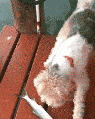 搞笑动态图片笑死人,让你瞬间忘却烦恼