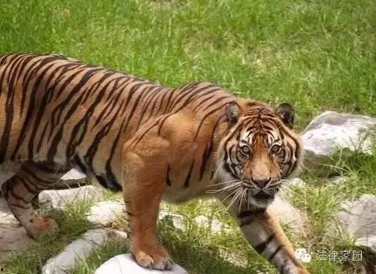 被老虎咬女人背景,勇敢女子与猛虎搏斗的惊心动魄