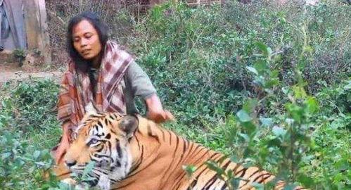 被老虎咬女人背景,勇敢女子与猛虎搏斗的惊心动魄