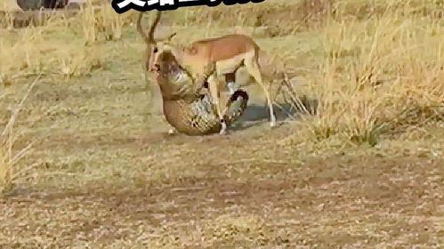 动物搞笑配音2,萌宠们的大银幕狂欢